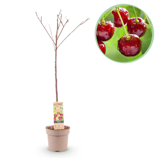 Prunus avium 'Regina' - Kersenboom - hoogte 90cm