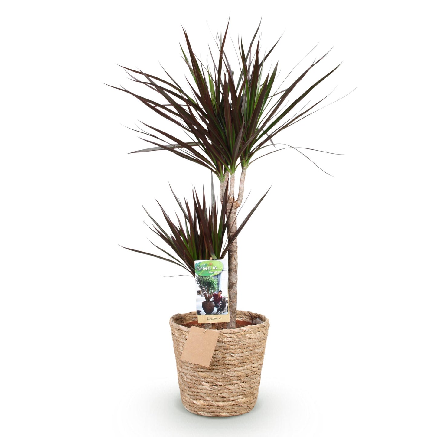 Dracaena Magenta - Drakenbloedboom - incl. mand - pot 21cm - hoogte 90-100cm