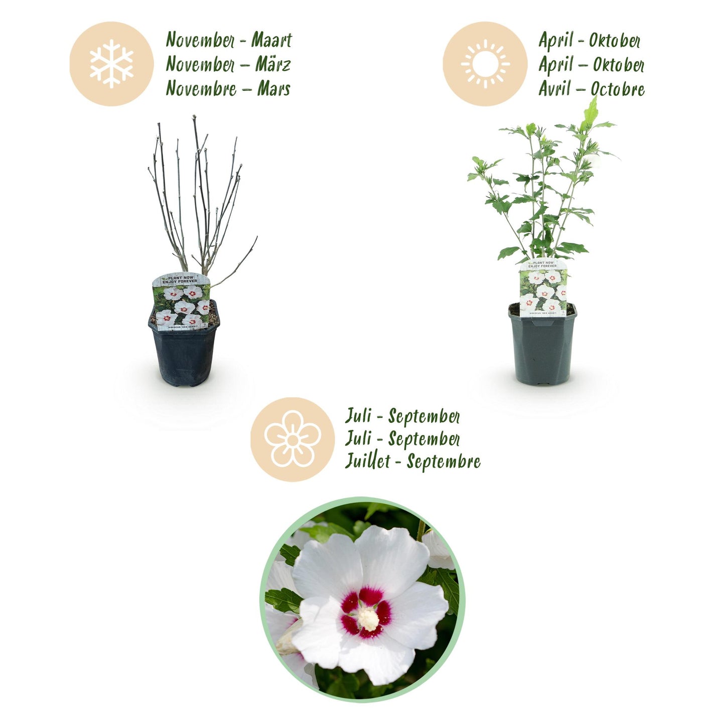 Hibiscus syriacus 'Red Heart'  - Altheastruik - hoogte 45cm