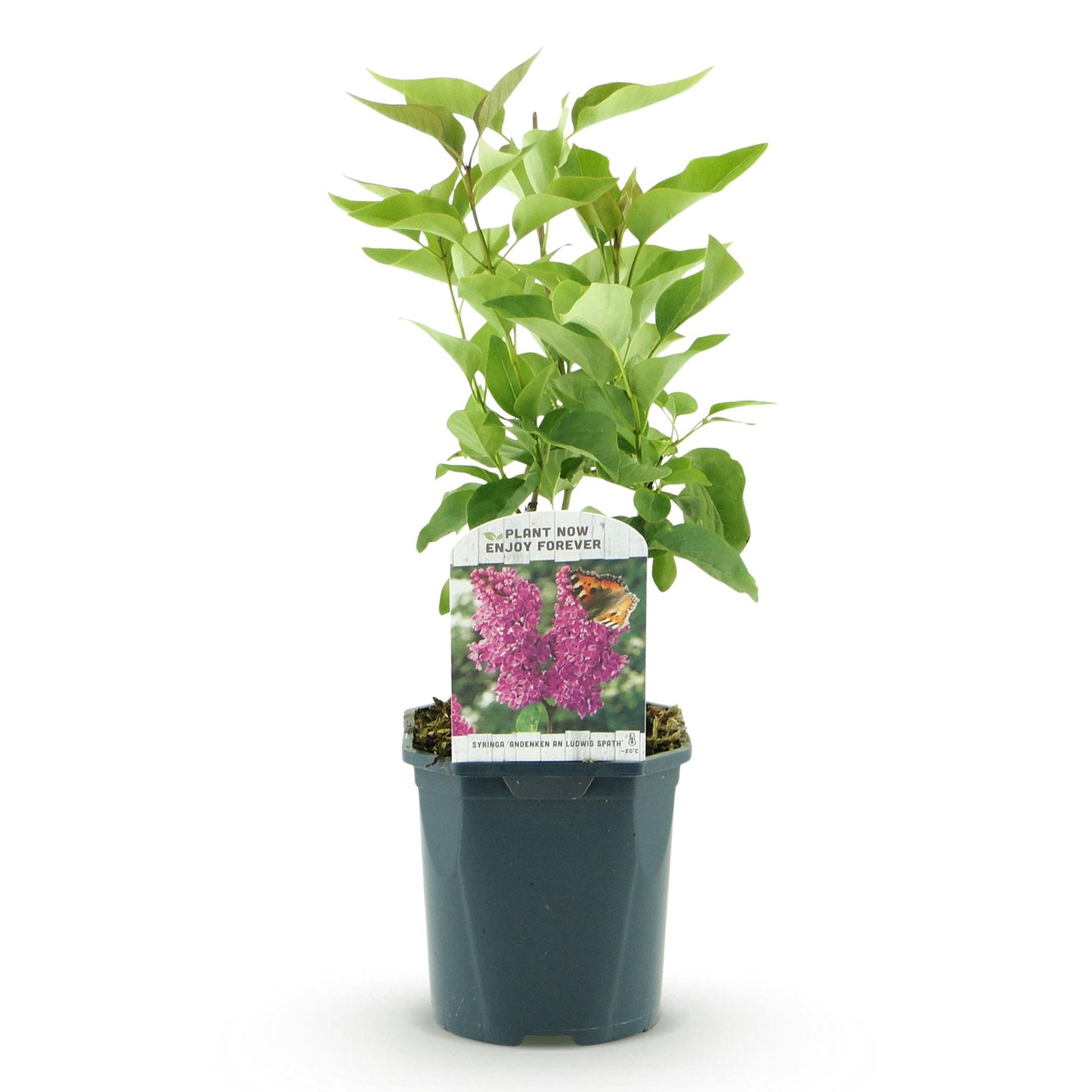 Syringa vulgaris 'Ludwig Spath' - Gewone Sering - hoogte 45cm
