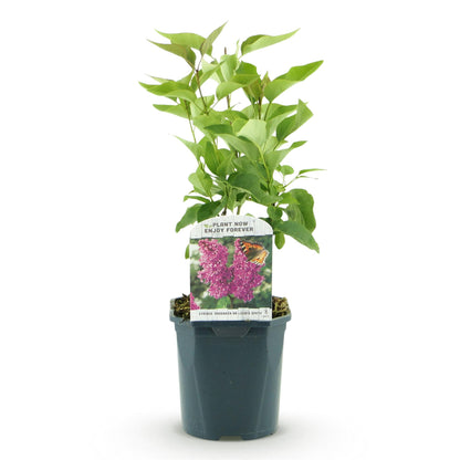 Syringa vulgaris 'Ludwig Spath' - Gewone Sering - hoogte 45cm