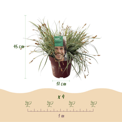 Green boutiQ - Siergrassen - Carex oshimensis Everest - Wit en Groen - 1 Plant - Groenblijvend - Winterhard - Pot 17cm Hoogte 50cm