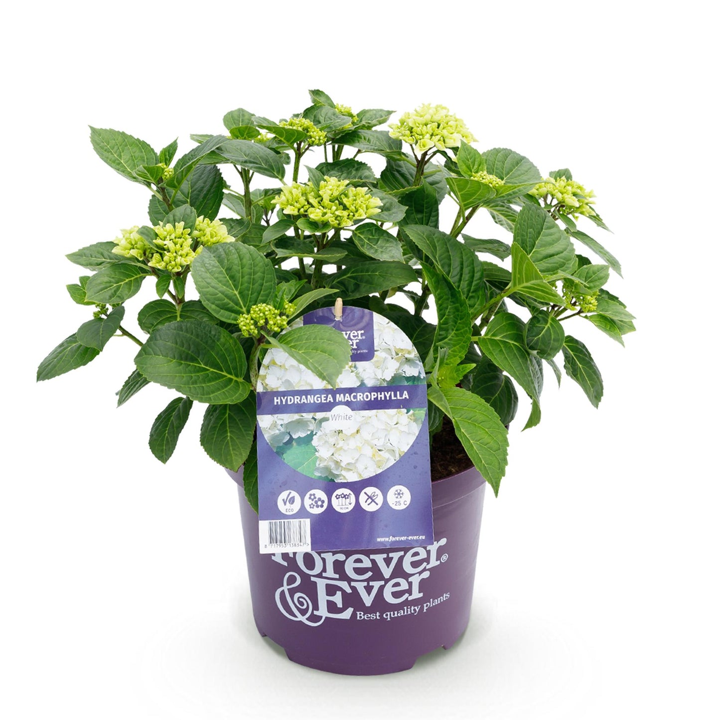 Hydrangea 'Forever & Ever White' - Witte Hortensia - 7-12 bloemen - hoogte 55cm