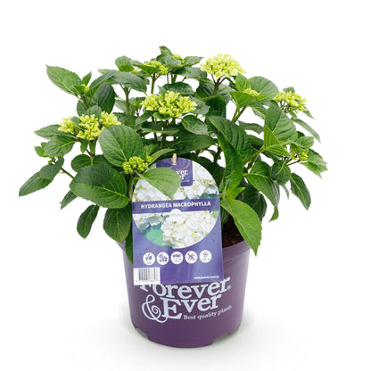 Hydrangea 'Forever & Ever White' - Witte Hortensia - 7-12 bloemen - hoogte 55cm