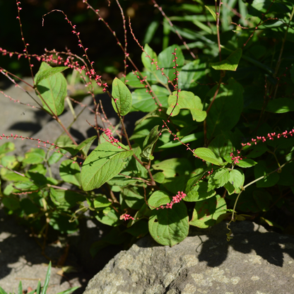 Persicaria amplexicaulis 'Speciosa' - Duizendknoop