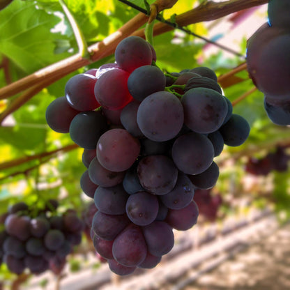 Vitis vinifera 'Vanessa' - pitarme Blauwe Druif