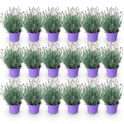 Green boutiQ - Tuinplant - Lavandula angustifolia Munstead - Lavendel - Winterhard - Paars - 18 Planten - Pot 12cm - Hoogte 15-25cm