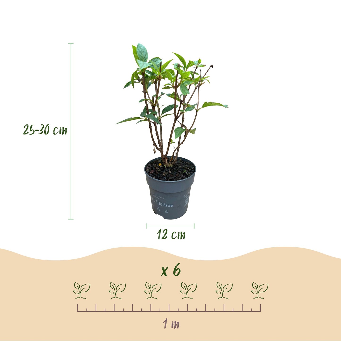 Hydrangea panniculata 'Living Pink & Rose' - Pluimhortensia - Winterhard - Roze - 3 Planten - Pot 12cm - Hoogte Hoogte 20-30cm