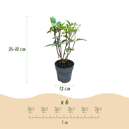 Hydrangea panniculata 'Living Pink & Rose' - Pluimhortensia - Winterhard - Roze - 3 Planten - Pot 12cm - Hoogte Hoogte 20-30cm