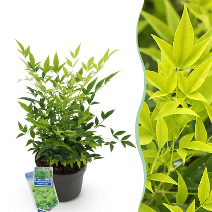 Nandina 'Lemon & Lime' - Schijnbamboe - hoogte 45cm