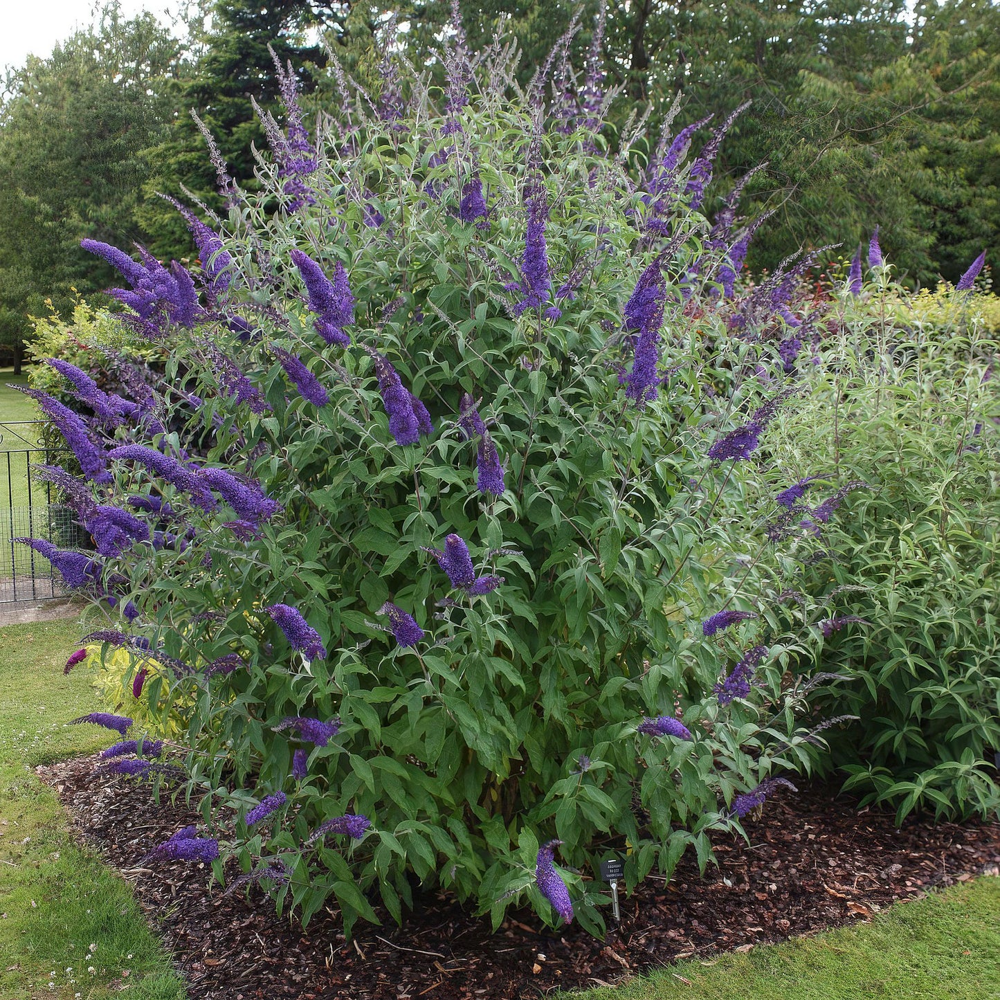 Buddleja davidii 'Empire Blue' - Vlinderstruik - hoogte 45cm