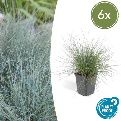 Festuca glauca 'Elijah Bleu' - Zwenkgras