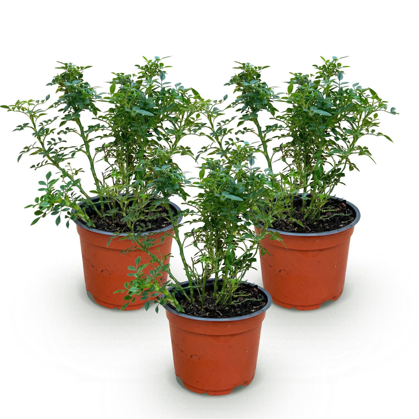 Rosa 'Cutie Pie' - Roos - Winterhard - Roze - 3 Planten - Pot 12cm - Hoogte Hoogte 20-25cm