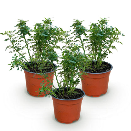 Rosa 'Cutie Pie' - Roos - Winterhard - Roze - 3 Planten - Pot 12cm - Hoogte Hoogte 20-25cm