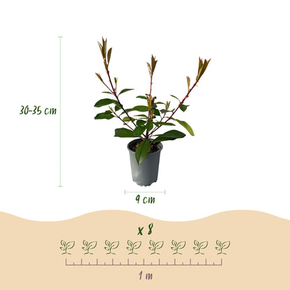 Photinia fraseri 'Red Robin' - Glansmispel - hoogte 30-35cm
