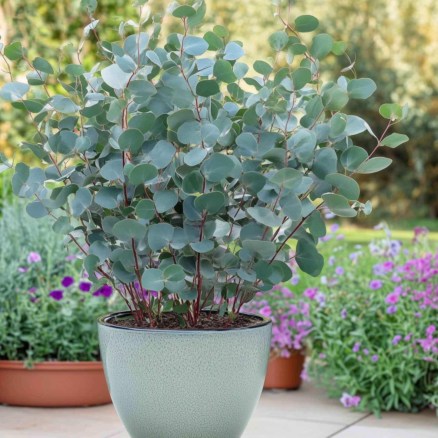 Eucalyptus gunni - Eucalyptus - hoogte 30cm