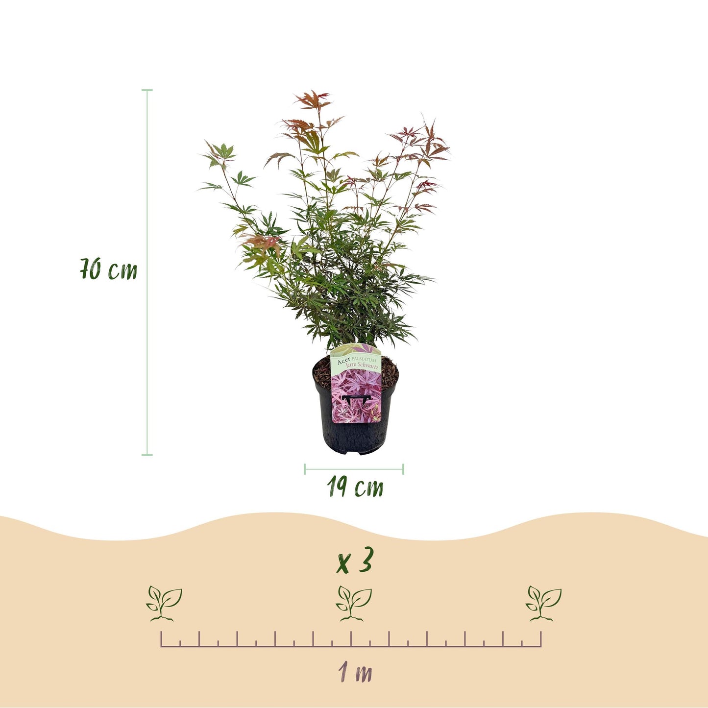 Green boutiQ - Terrasplant - Japanse Esdoorn - Acer palmatum Jerre Swarts - Donker Rood - 2 Planten - Bladverliezend -  Pot 19cm Hoogte 70cm