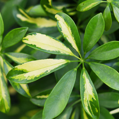 Schefflera Gold Capelle - Vingerboom - incl. pot grijs - pot 21cm - hoogte 70-80cm