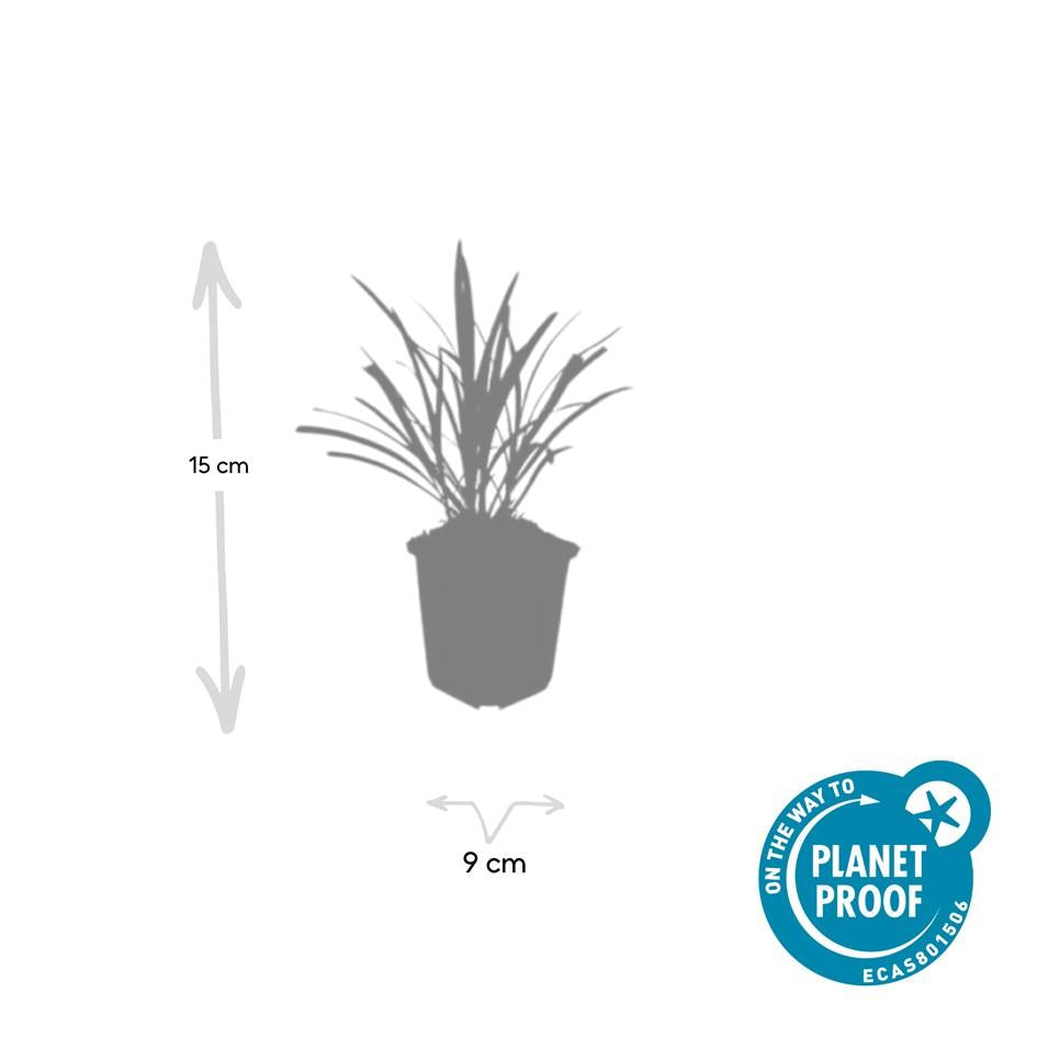 Liriope muscari 'Ingwersen' - Leliegras