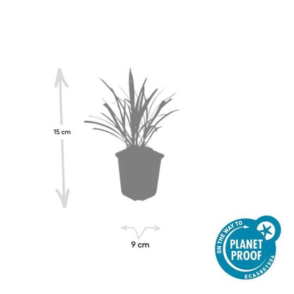 Liriope muscari 'Ingwersen' - Leliegras