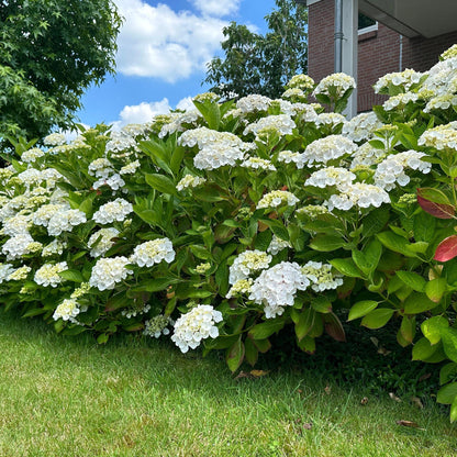 Hydrangea macrophylla 'White' - Bolhortensia - hoogte 20-30cm
