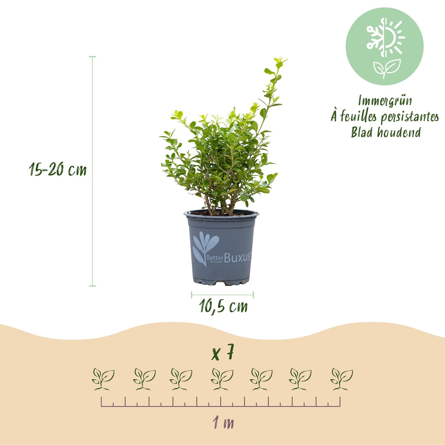 Buxus 'Babylon Beauty' - Resistant tegen de Buxus Schimmel - 7 planten - 1 strekkende meter - pot 10,5cm hoogte 25-30