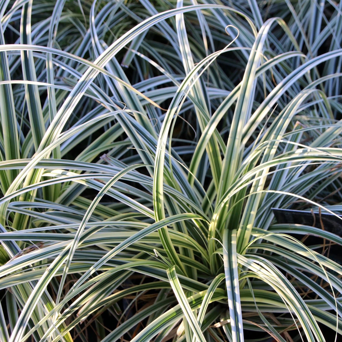 Green boutiQ - Siergrassen - Carex oshimensis Everest - Wit en Groen - 1 Plant - Groenblijvend - Winterhard - Pot 17cm Hoogte 50cm
