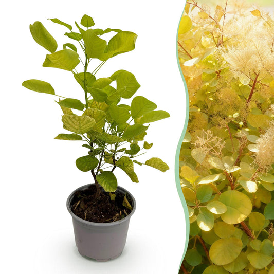 Cotinus coggyria 'Golden Spirit' - Pruikenboom - hoogte 35cm