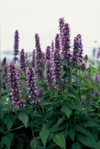 Agastache 'Blue Fortune' - Dropplant