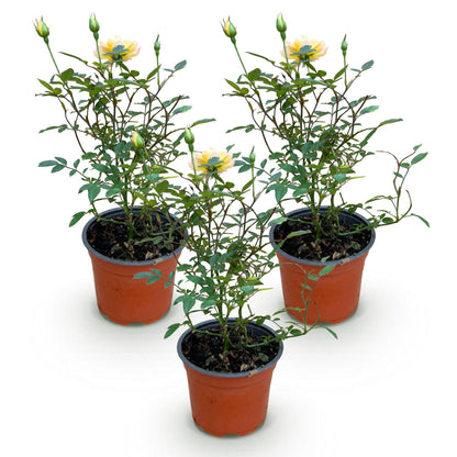 Green boutiQ - Tuin Roos - Rosa Tricolor Fairy - Roos - Winterhard - Geel-Roze - 3 Planten - Pot 12cm - Hoogte Hoogte 20-25cm
