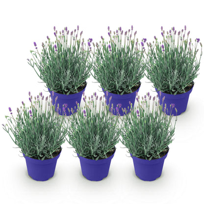 Green boutiQ - Tuinplant - Lavandula angustifolia Hidcote - Lavendel - Winterhard - Paars - 6 Planten - Pot 12cm - Hoogte 15-25cm