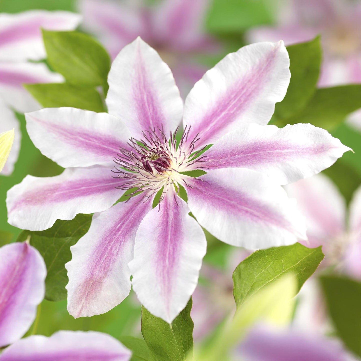 Clematis 'Nelly Moser' - Clematis - 2 planten - Pot 11cm - Hoogte 40cm