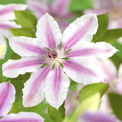 Clematis 'Nelly Moser' - Clematis - 2 planten - Pot 11cm - Hoogte 40cm