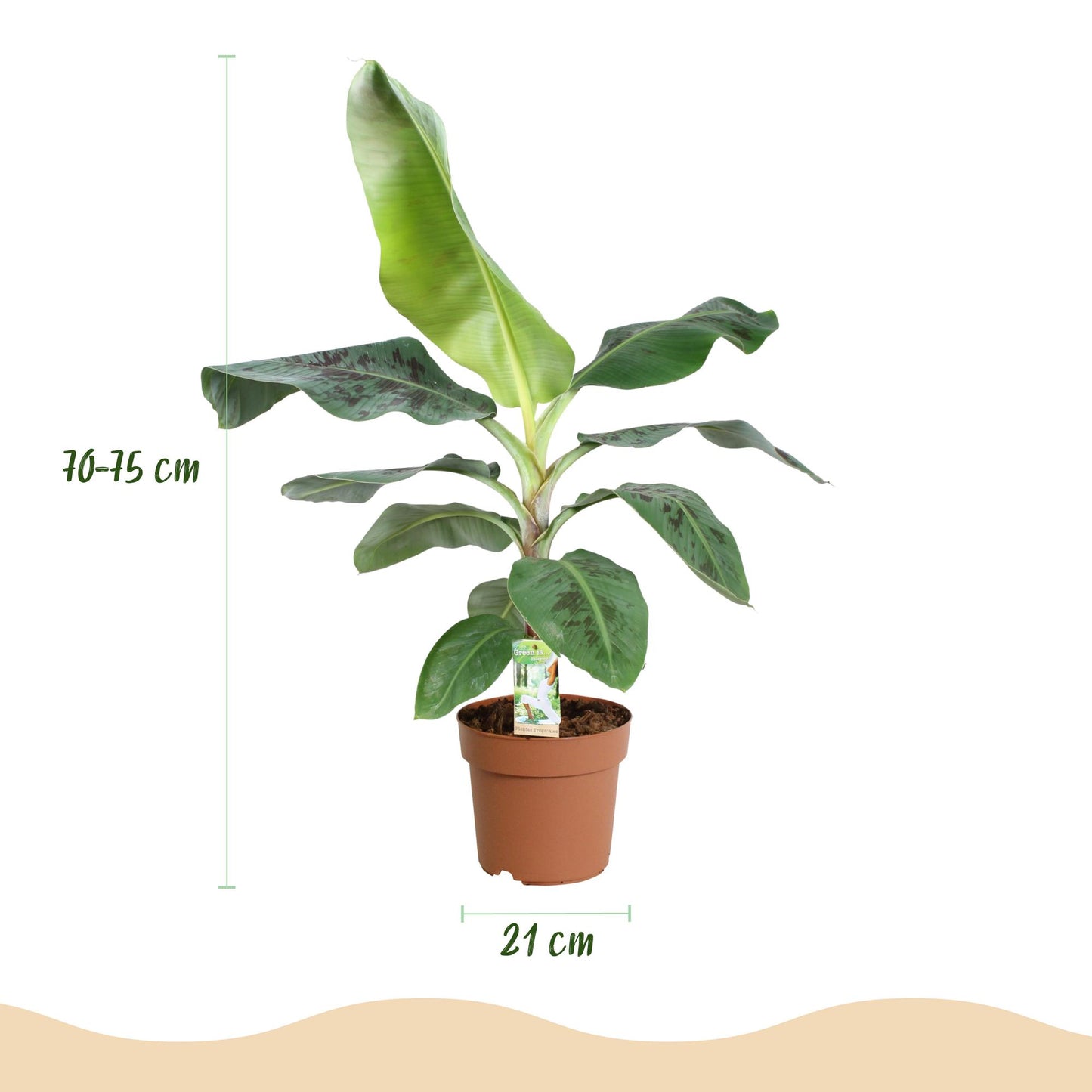 Musa acuminata Dwarf Cavendisch - Bananenplant - incl. pot grijs - pot 21cm - hoogte 70-75cm