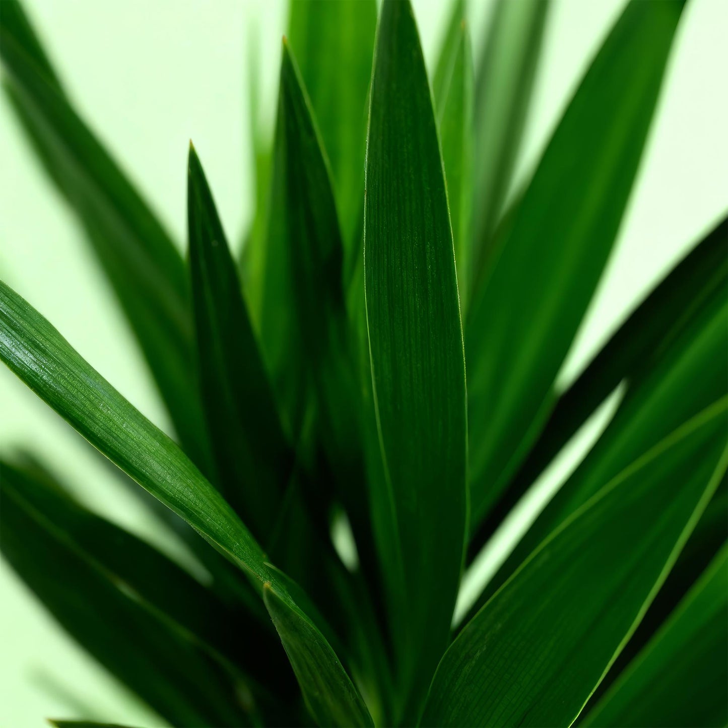 Green boutiQ - Kamerplant - Yucca elephantipes - Yucca - Weinig onderhoud - Groen - 2 - Pot 19cm - Hoogte 95cm