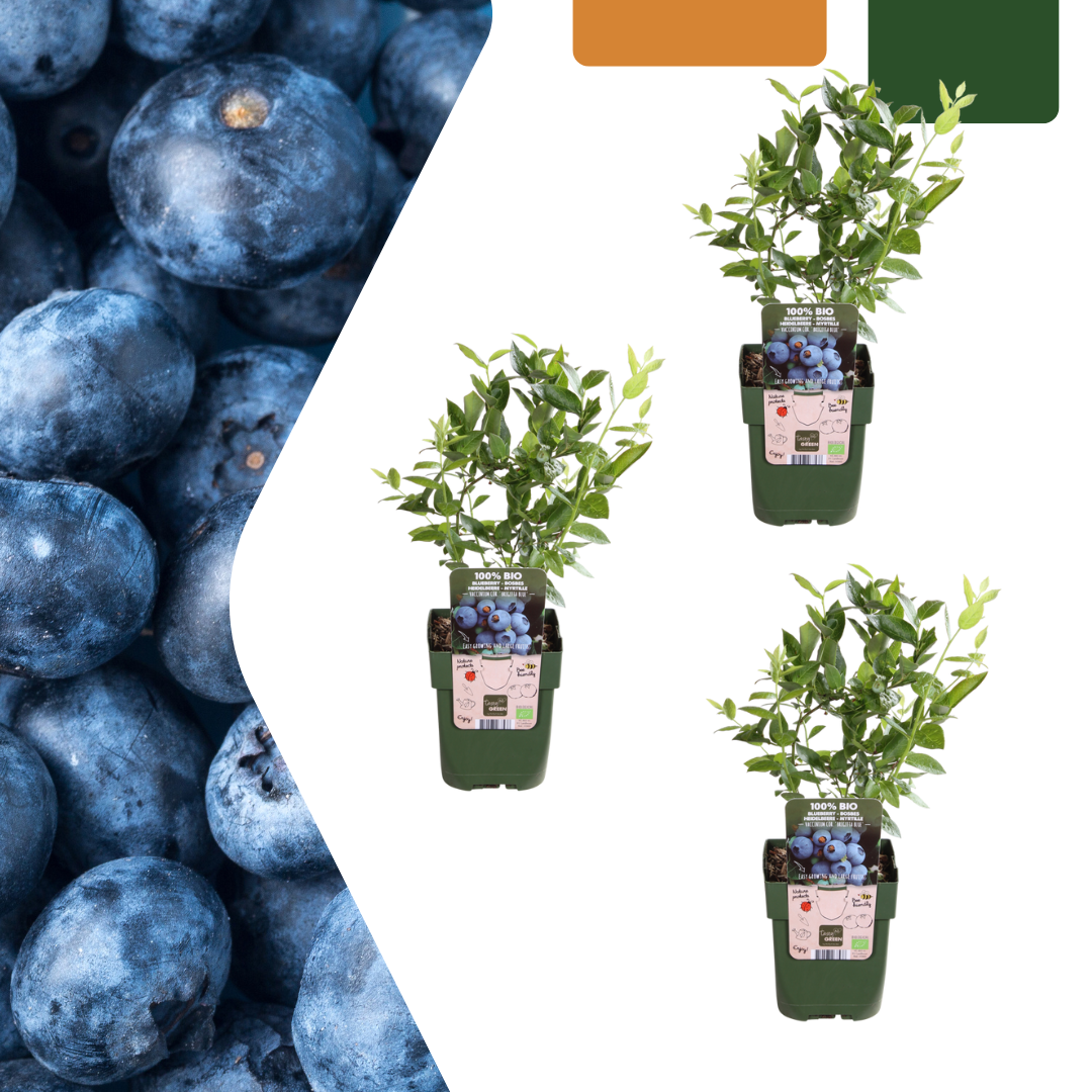 Biologische bosbessenplanten - 3 planten - Ø 13 cm - ↨ 20 cm
