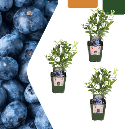 Biologische bosbessenplanten - 3 planten - Ø 13 cm - ↨ 20 cm