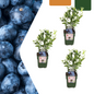 Biologische bosbessenplanten - 3 planten - Ø 13 cm - ↨ 20 cm