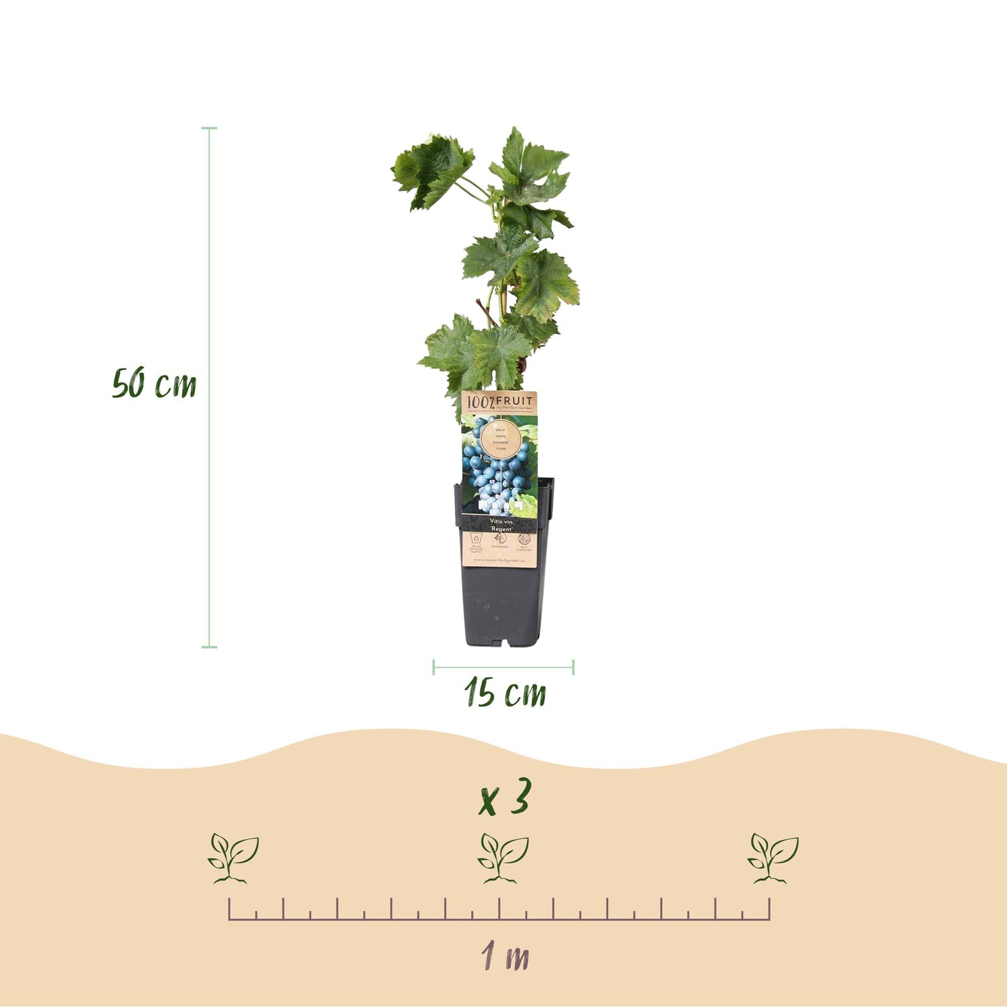 Vitis vinifera 'Regent' - Blauwe Druif (geent)