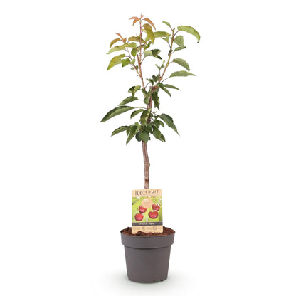 Prunus avium 'Regina' - Kersenboom - hoogte 90cm