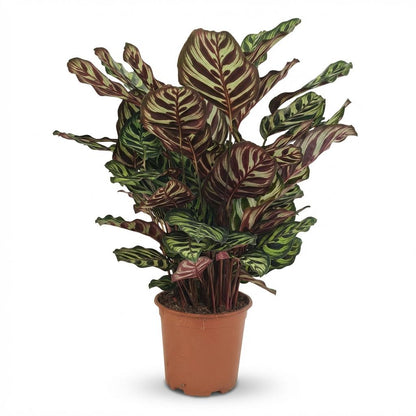 Green boutiQ - Kamerplant - Pauwenplant - Calathea Makoyana - Groen - Weinig onderhoud - 1 Plant - Pot 19cm - Hoogte 70cm