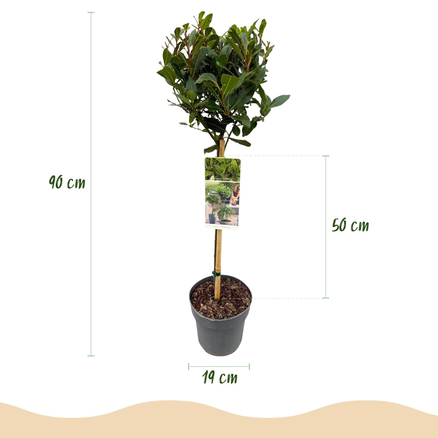 Laurus nobilis op stam - Laurier - hoogte 90cm
