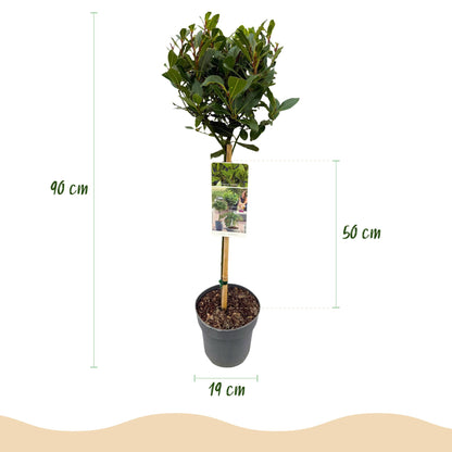 Laurus nobilis op stam - Laurier - hoogte 90cm