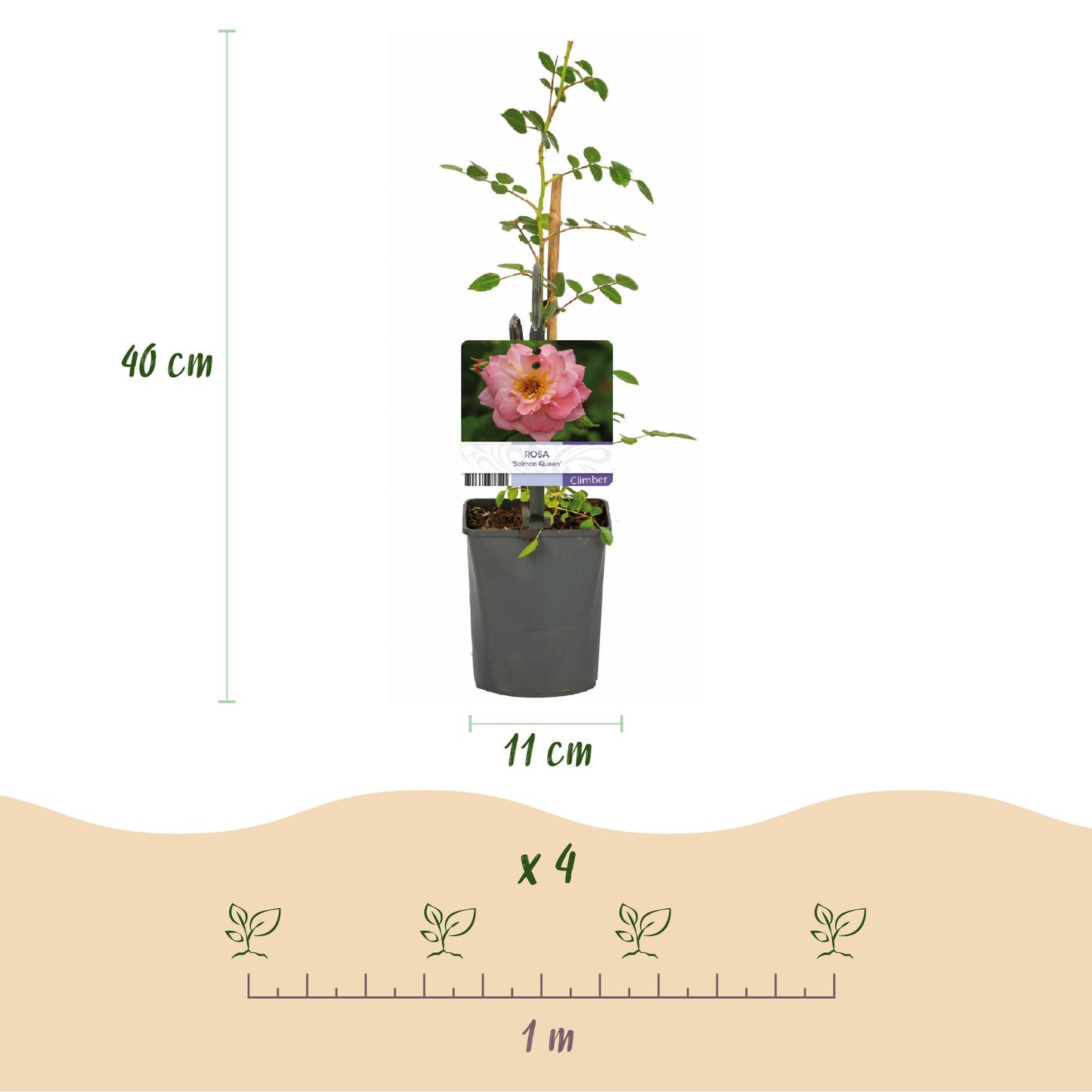 Rosa 'Salmon Queen' - Klimroos