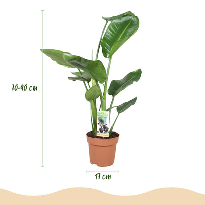 Stelitzia Nicolai - Paradijsvogelbloem - pot 17cm - hoogte 70-90cm