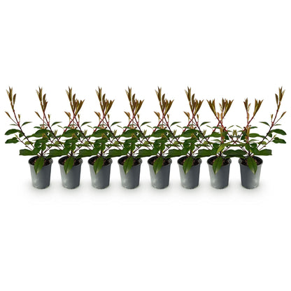 Photinia fraseri 'Red Robin' - Glansmispel - hoogte 30-35cm