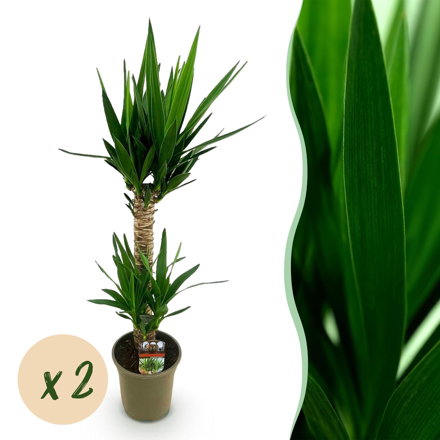 Green boutiQ - Kamerplant - Yucca elephantipes - Yucca - Weinig onderhoud - Groen - 2 - Pot 19cm - Hoogte 95cm