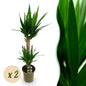 Green boutiQ - Kamerplant - Yucca elephantipes - Yucca - Weinig onderhoud - Groen - 2 - Pot 19cm - Hoogte 95cm