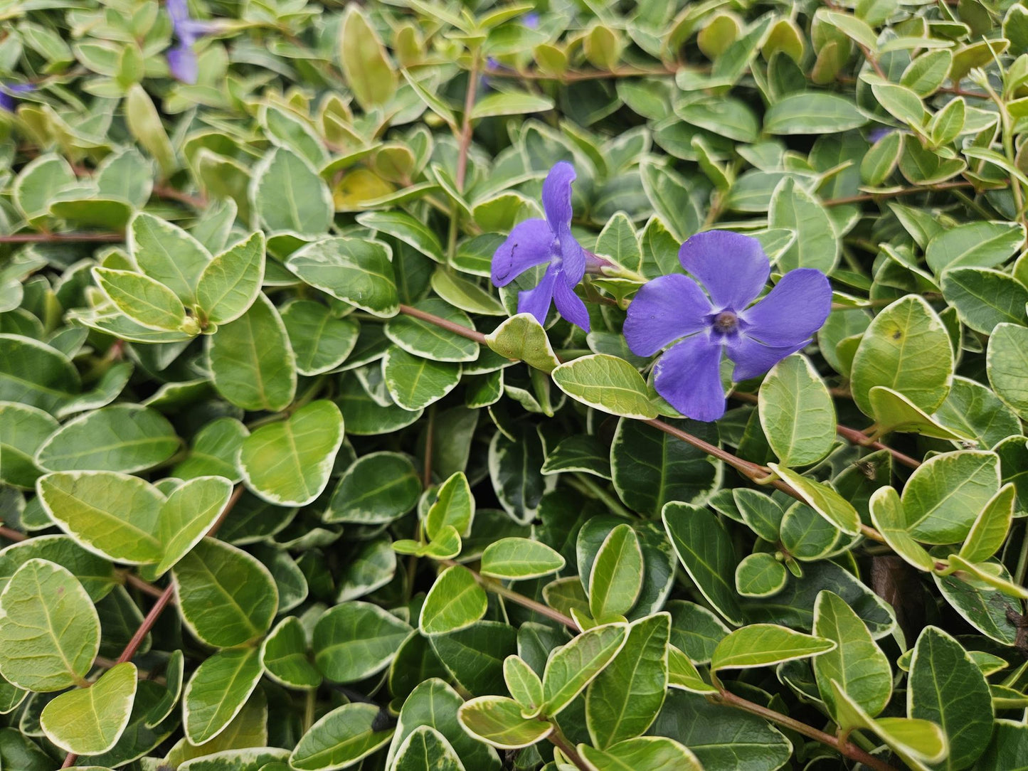 Vinca minor 'Ralph Shugert' - Maagdenpalm