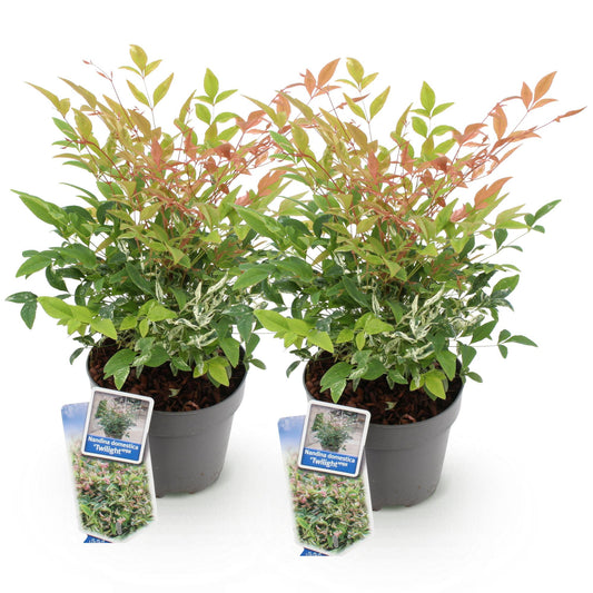 Green boutiQ - Tuinplant - Nandina Twilight - Bont & Roze - 2 Planten - Groenblijvend - Weinig Onderhoud - Pot 17cm Hoogte 45cm